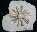 Gymnocidaris Urchin Fossil - Jurassic #5919-1